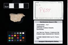 Foto (Objekt + Etikett) von Cyclothyreus sp.  (NHMW-GEO-2014-0194-0655)